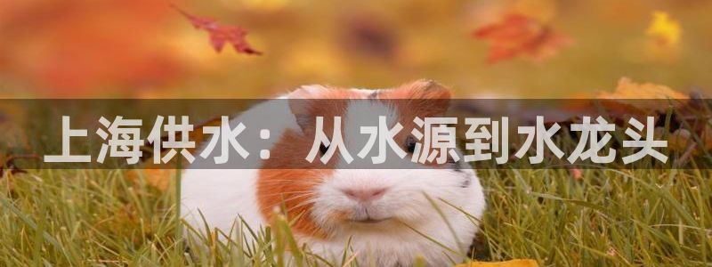 球友会体育app下载官网